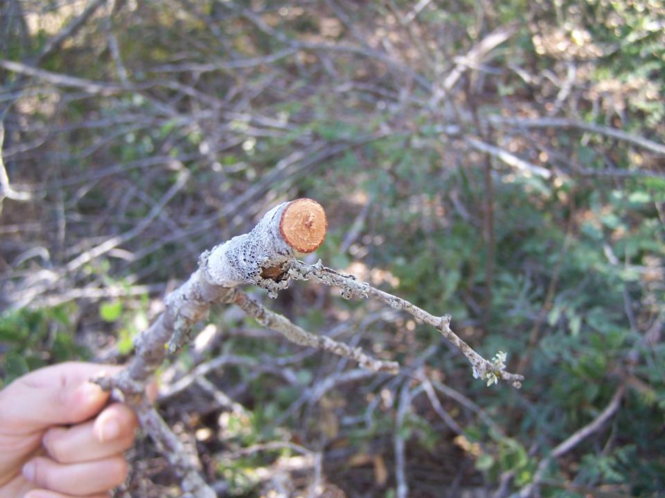 FIGURE 10 FIGURE 10